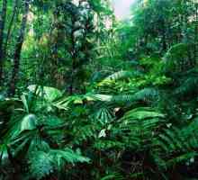 Gdje rastu kišne šume? Životinjski svijet tropskih šuma. Klima tropske šume