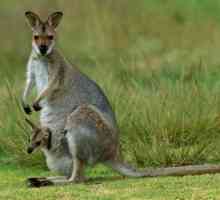 Tko živi u Australiji: nevjerojatne životinje i stanovništvo kontinenta