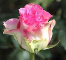 Malibu - ruža puna nježnosti i šarma