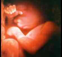 19 Tjedana trudnoće: mjesto fetusa i veličine