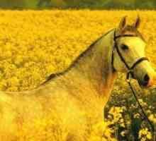 1978 Je godina konja? Poput 2038., godine Zemlje (Žuti) Konj
