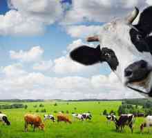 Zanima li vas koliko kravlja teži? Maksimalna težina krave i bika