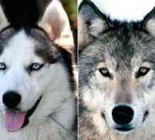 Znate li razlikovati vuka od psa?