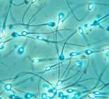 Jeste li znali da limunska kiselina ulazi u spermu?