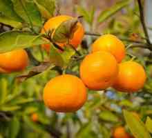 Abhasijski mandarini: sezona žetve. Abhasijski mandarini: recenzije