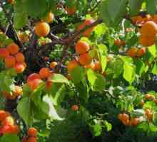 Apricot desert: opis sorte, značajke uzgoja, recenzije