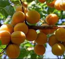 Apricot Lel: raznolikost i opis fotografija