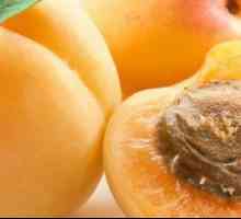 Apricot: korisna svojstva i kontraindikacije za ljude