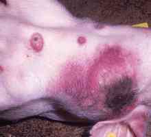 Afrička svinjska groznica: opasnost za ljude. Opis bolesti, simptoma i liječenja