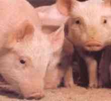 Afrička svinjska kuga: simptomi, dijagnoza, metode borbe