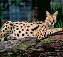 Afrički serval. Home serval