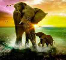 Afrička vizija. Zašto slon sanja?