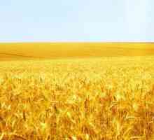 Što je agrocenoza? Struktura i značajke