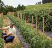 Agrotehnički plan za uzgoj povrća: značajke, tehnologija i povratne informacije