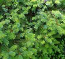 Ayan spruce: opis vrste, područje, njegu zimzelene stabla