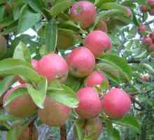 Idared - vrsta jabuka, koja vrijedi pokušati