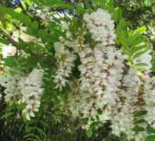 Acacia white: ljekovita svojstva. Recepti, prijava
