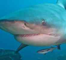 Акула-бык - единственная акула, живущая в пресной воде