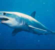 Акула-мако: фото и описание. Скорость акулы-мако при нападении
