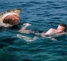 Sharks-cannibals: uzroci napada i zemljopis staništa. Koji morski psi najčešće napadaju ljude?