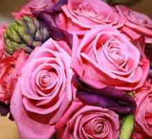 Aqua-rose - glavni ukras vašeg vrta