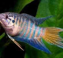 Akvarijska riba makro: održavanje i briga, kompatibilnost s drugim ribama