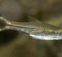 Akvarijske ribe sortiranja: opis, sadržaj, reprodukcija i odgovori