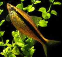 Akvarijske ribe algaeidi: opis, značajke sadržaja, njegu i povratne informacije