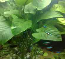 Anubias biljke akvarija: uvjeti zadržavanja