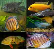 Akvarija ribe ciklide: sadržaj, fotografija