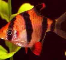Akvarijske ribe: nazivi, opisi i sadržaji