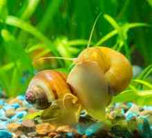 Puževi za akvarij: opis vrsta, sadržaj, hranjenje, reprodukcija