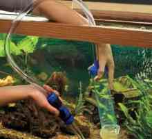 Akvariji: kako promijeniti vodu u akvariju? Koliko stajati vodu za akvarij