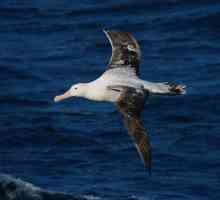 Albatros je putujući: opis, podrijetlo imena, način života, stanište