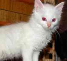 Albino-mačka: opis, priroda i značajke sadržaja. Albinizam gen