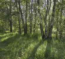 Aleshkin šuma u Moskvi: fotografija, povijest, zanimljiva mjesta