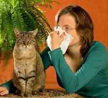Alergija na životinjsku kosu: simptomi i metode liječenja. Alergija na mačke: simptomi kod odraslih…