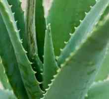 Aloe za rinitis za odrasle i djecu