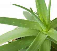 Aloe: brigu o biljci u kući