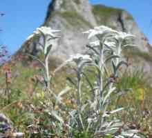 Alpine Edelweiss: Uzgoj i njegu