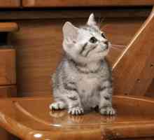 Američka mačka ili američka kurtshaar: opis pasmine, karaktera, fotografije