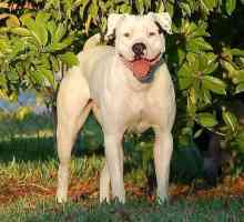 Američki buldog - težak pas za snažne ljude