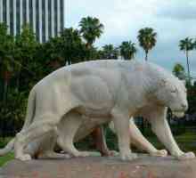 Американский лев: гигантский предок современных кошек