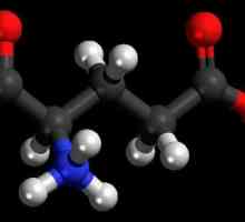 Amino kiseline: popis, formule, svojstva. Uloga aminokiselina u tijelu. Koja hrana sadrži…