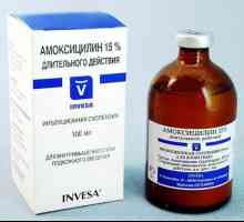 Amoxicillin za mačku: upute za uporabu