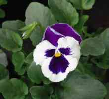 Ampel Viola: raste iz sjemena, fotografija