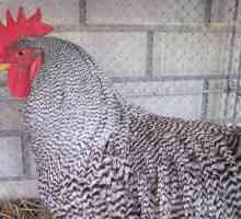 Amrox (kokoši): opis, uzgoj i njegu (foto)
