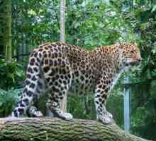 Amur leopard na Dalekom Istoku: opis, fotografija