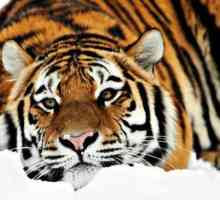 Amur tigar: zanimljive činjenice o životinjama