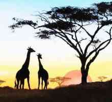 Analiza pjesme Gumilev `Žirafa `, povijest stvaranja